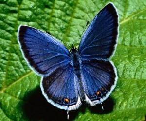 yapboz kanatlı mavi kelebek açık geniş
